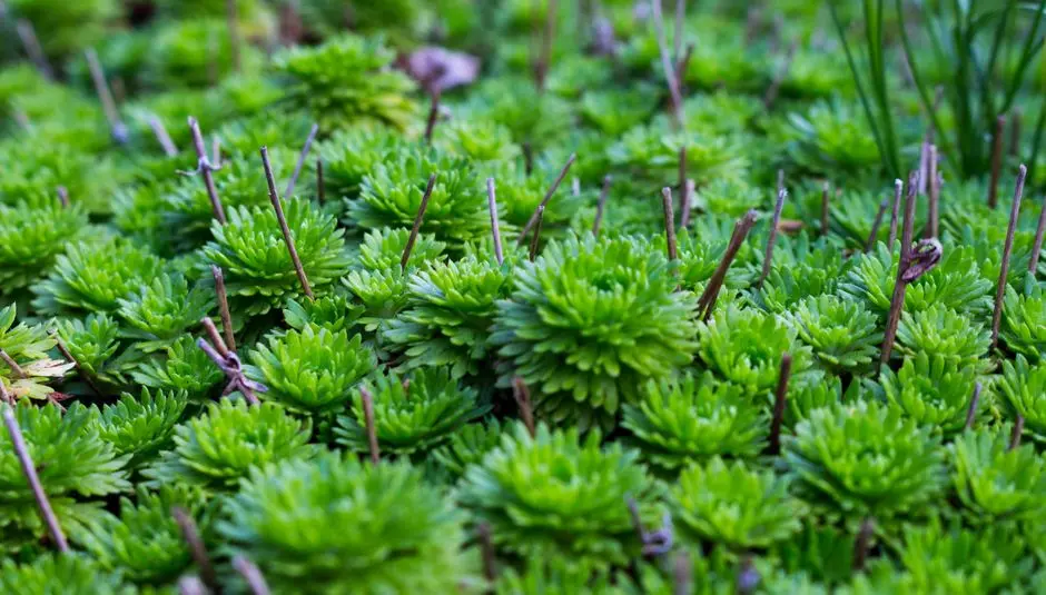 Greens & Outdoors at RUSTOMJEE BASANT PARK, Basant Park, Chembur, Mumbai
