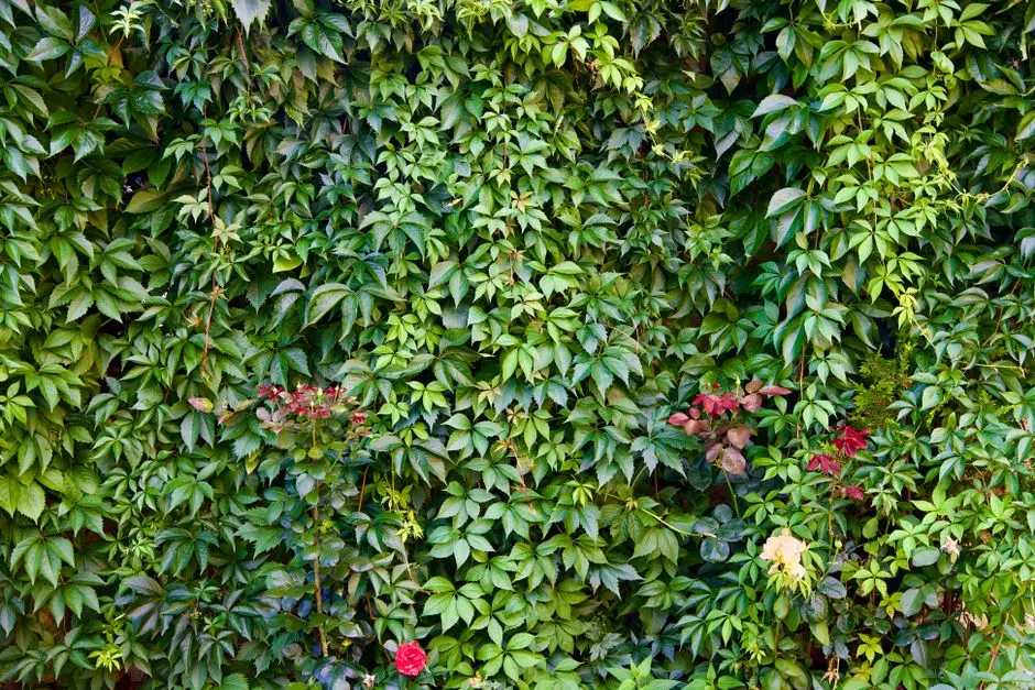 Greens & Outdoors at RUSTOMJEE DOMBIVLI, Dombivli East, Dombivli