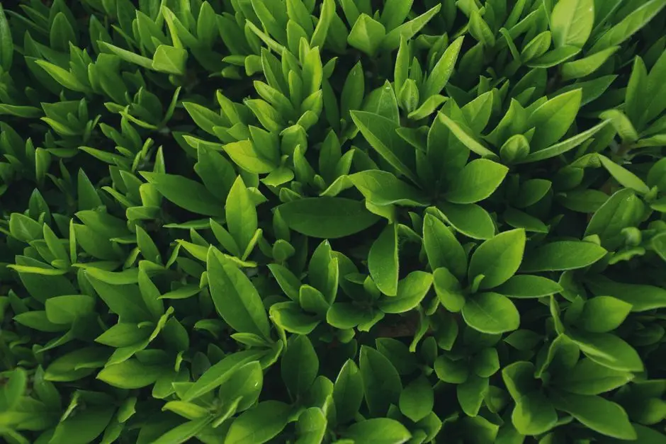 Greens & Outdoors at RUSTOMJEE GOREGAON EAST, Mumbai