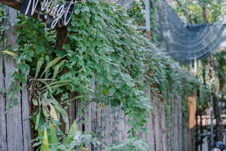 Greens & Outdoors at RUSTOMJEE VERSOVA, Versova, Andheri West, Mumbai