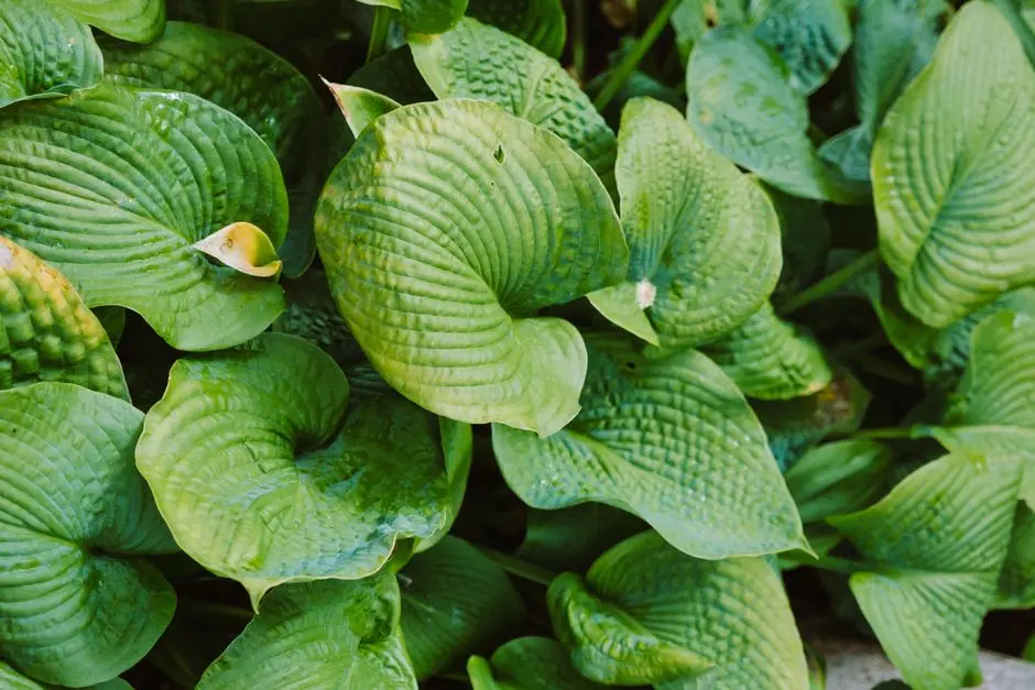 Greens & Outdoors at RUSTOMJEE SVAASA, Bhilvale, Khalapur, Karjat