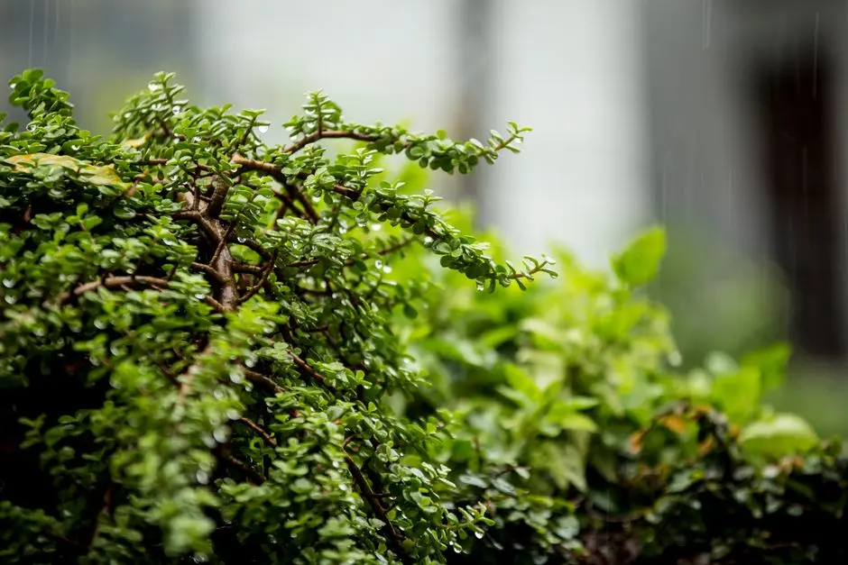 Greens & Outdoors at RUSTOMJEE PARAMOUNT, Khar West, Mumbai