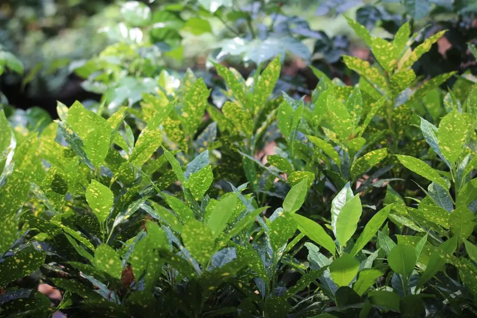 Greens & Outdoors at RUSTOMJEE YAZARINA, Dadar Parsi Colony, Mumbai